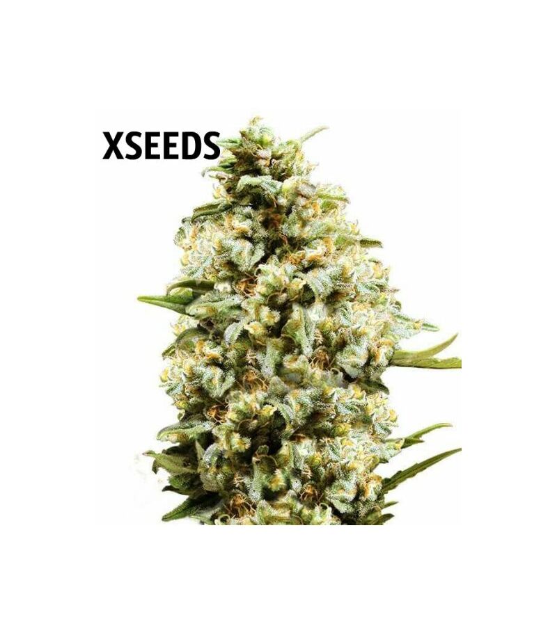 Auto Critical Kush, Фасовка: 5